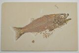 Excellent Fish Fossil (Mioplosus) - Wyoming #214143-1